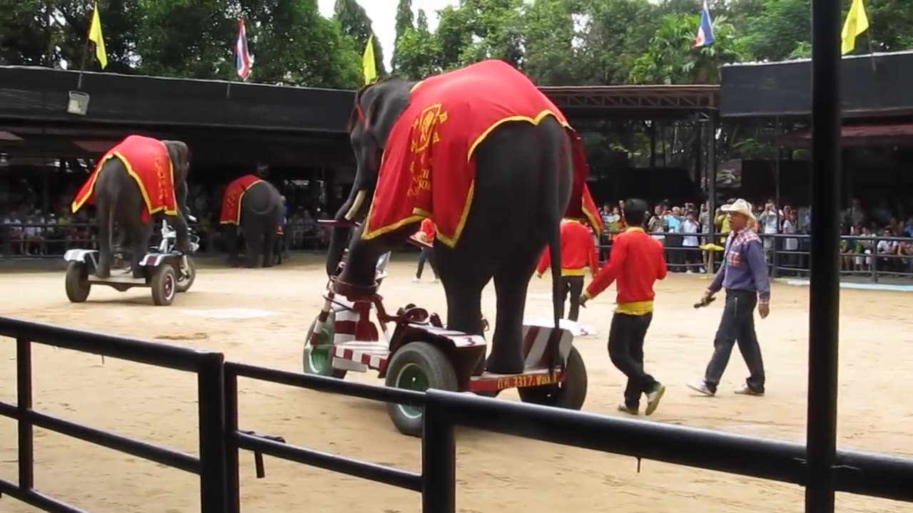 The Elephant Show - Riding the Bicycle