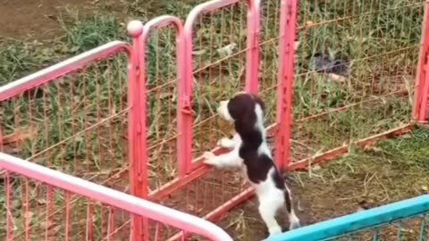 Let's Play!"
