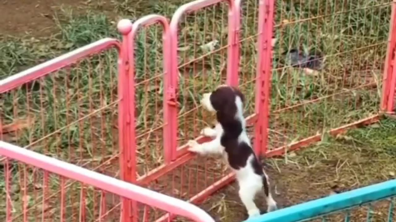 Let's Play!"