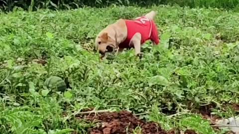 The cute dog eats watermelon in the field like a thief. hahaha