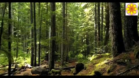 Relaxing Music | Sleeping, Meditation, Stress Relief | [6144] ⭐️