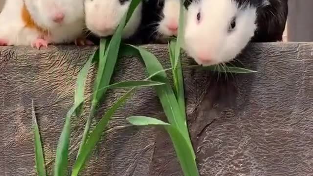 Four guinea pigs