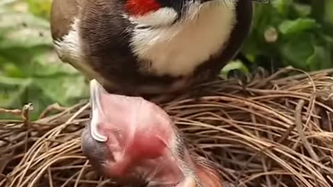 FEEDING THE YOUNG