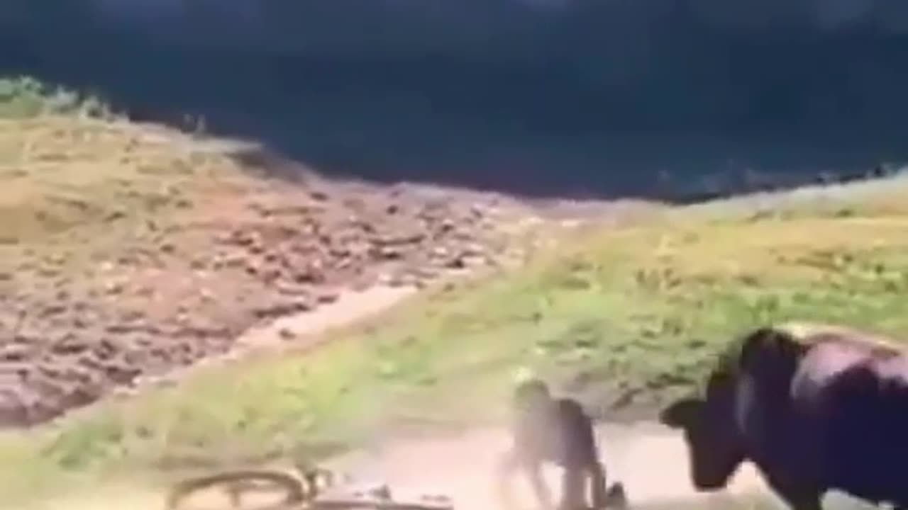 DANGER! OUT-OF-CONTROL BULL RAMS CYCLIST🤯🤯🤯🤯