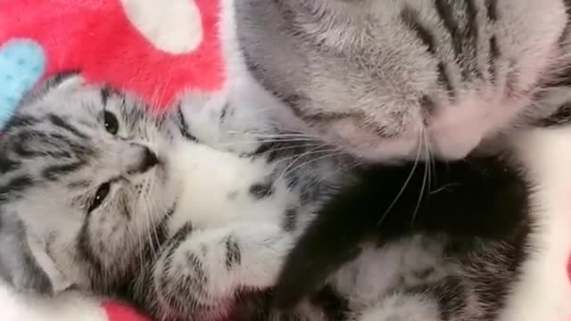 OMG So Cute Cats ♥ Best Funny Cat ❤️🐈Videos 2021 #shorts