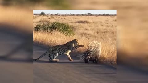 Don't pick a fight with a porcupine