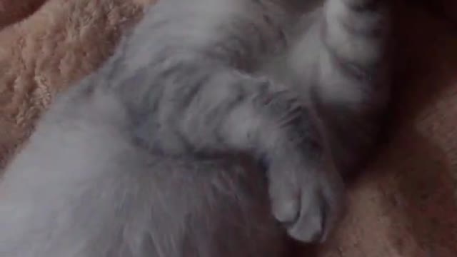 First, let us know the status of the animal。