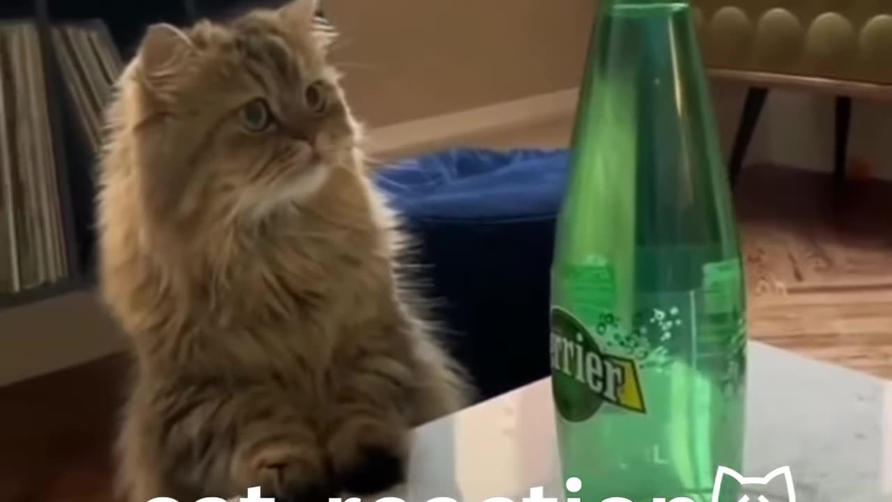 Funny animal videos - Funny cats / dogs - Funny animals #shorts