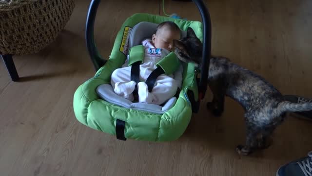 Cats Meeting Babies for the FIRST Time