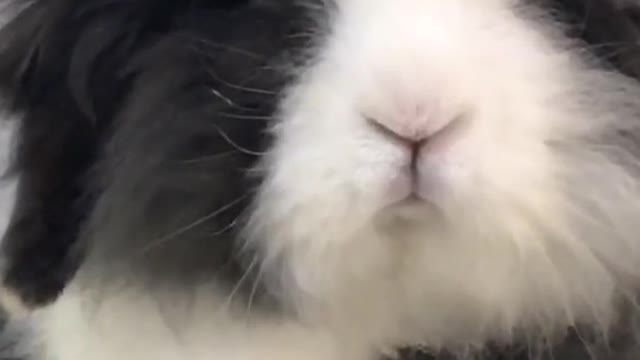 I'm a cute rabbit not a dog