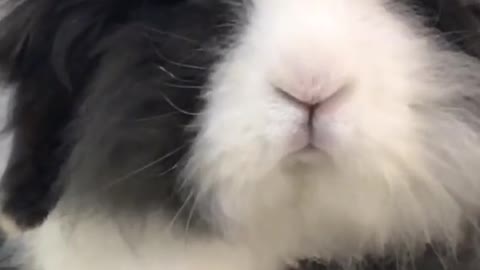 I'm a cute rabbit not a dog