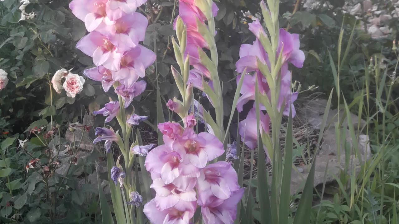 Three gladioli