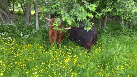 Three heifers eating leaves