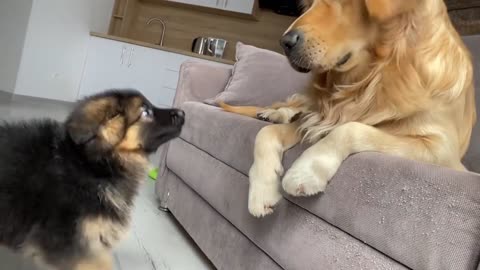 Golden Retriever and German Shepherd Became Best Friends.