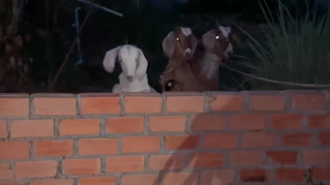 save goat at night