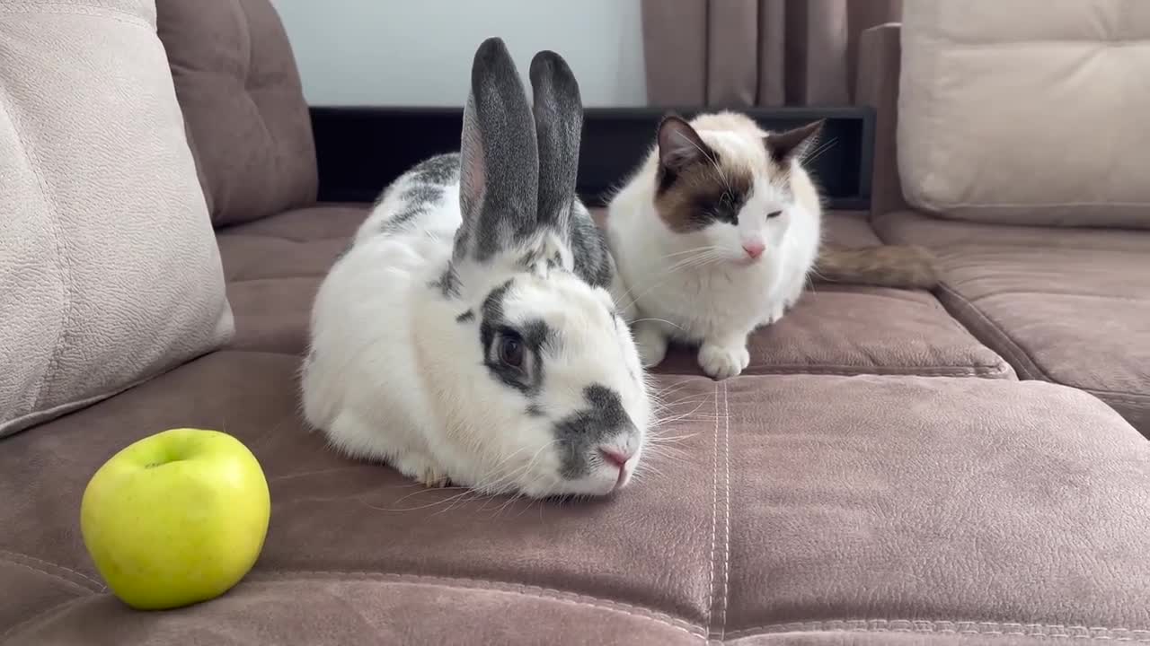 The First Meeting of a Cat and a Rabbit