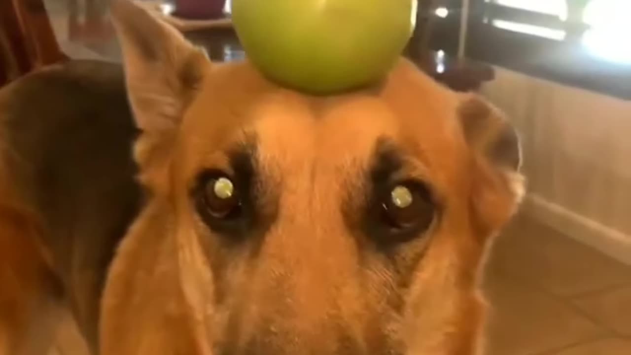 Try not to laugh🤣 Funny animals😹‖ #shorts #funnyvideos