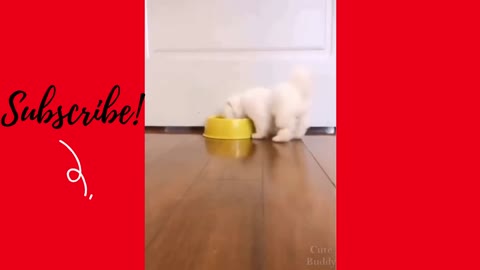 😍 Very Cute Puppies! ❤
