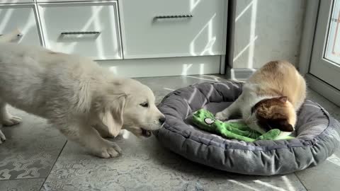 What does a Golden Retriever Puppy do when a Cat Occupied her Bed