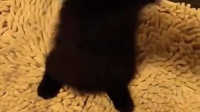 Airborne cat