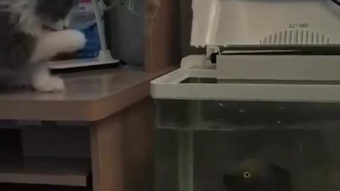 Cat tries to catch fish in aquarium