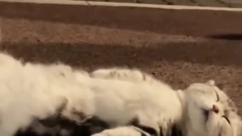 Cute cat napping on road