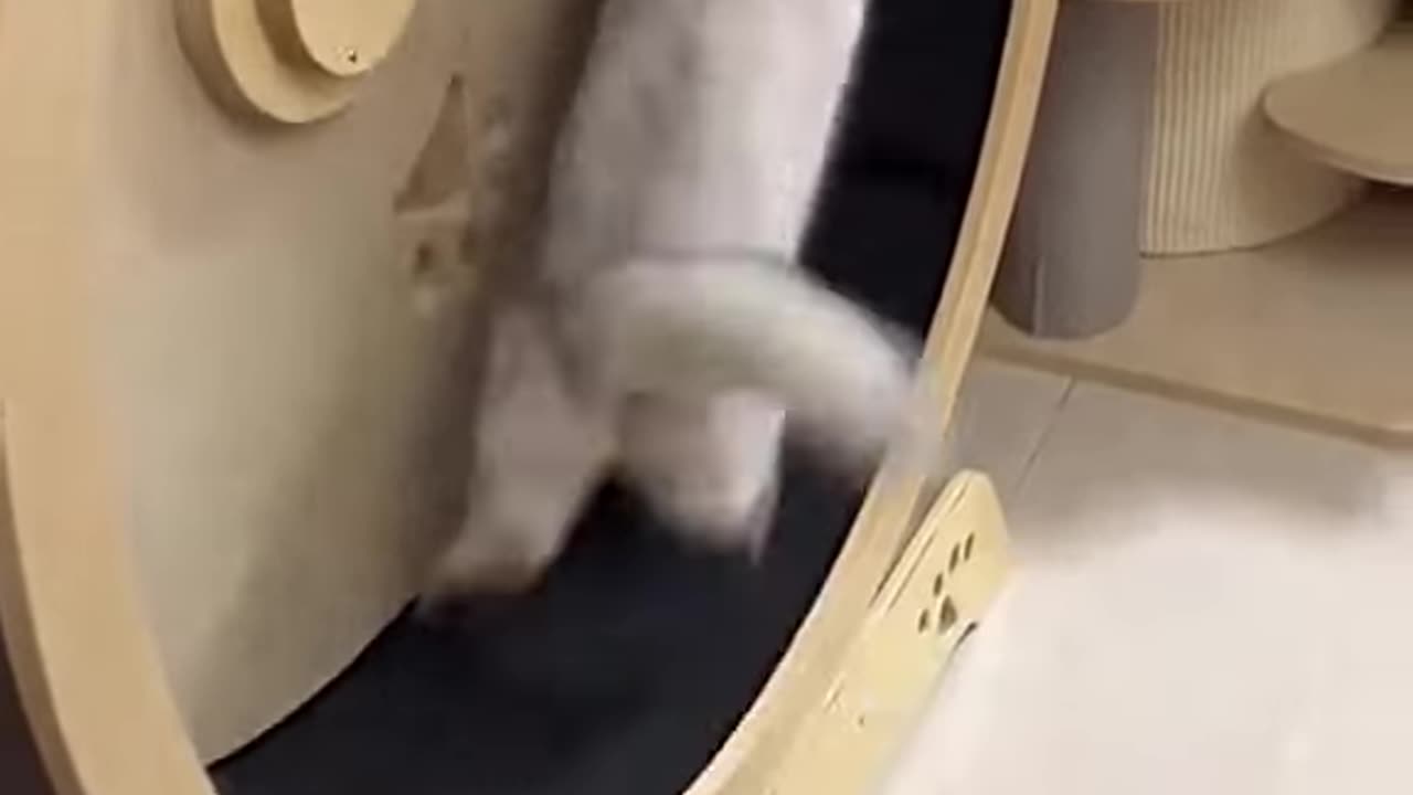 Funny cat video