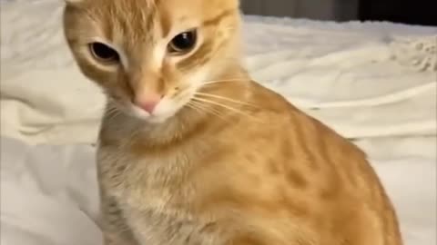 Funny cat “I’m the ginger bread man”