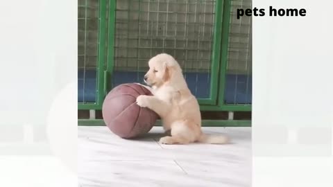Funny animal
