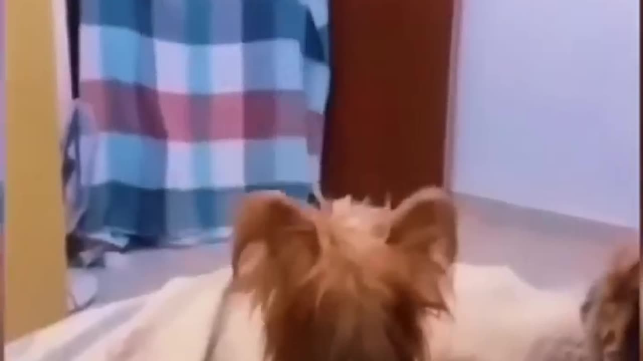 funny animals video