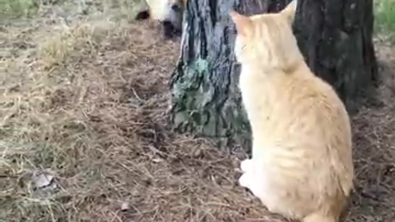 Fox __against_cat