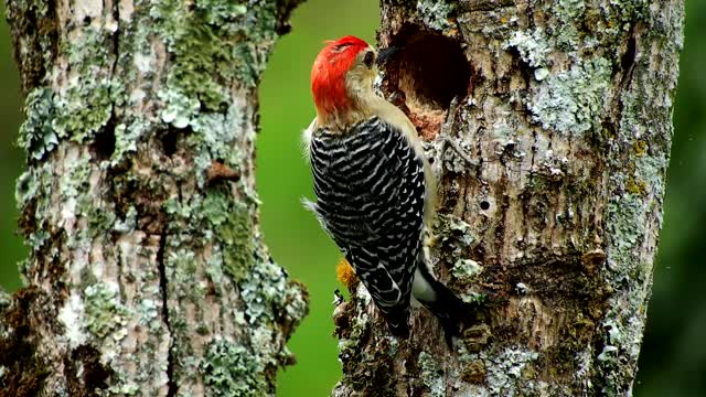 Woodpecker