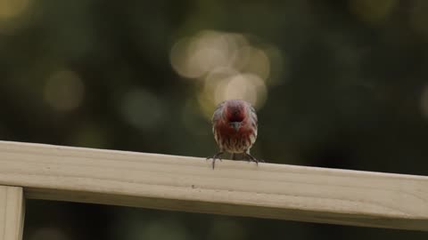 A Bird Perched On A wooden ledge