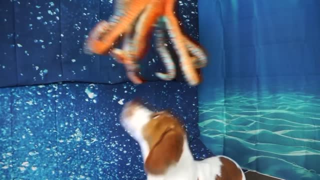 Dogs vs Shark Prank Funny Dogs Maymo & Potpie Underwater Shark & Octopus Adventure