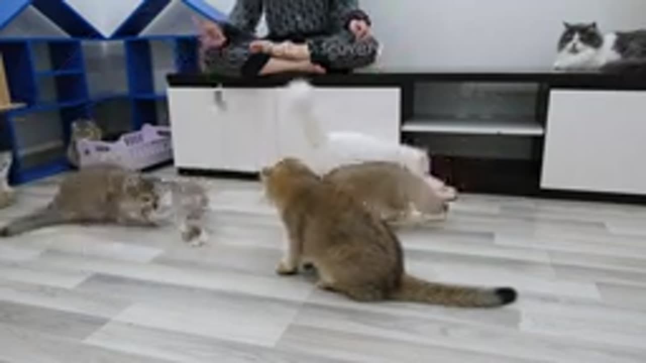 Cat funny is