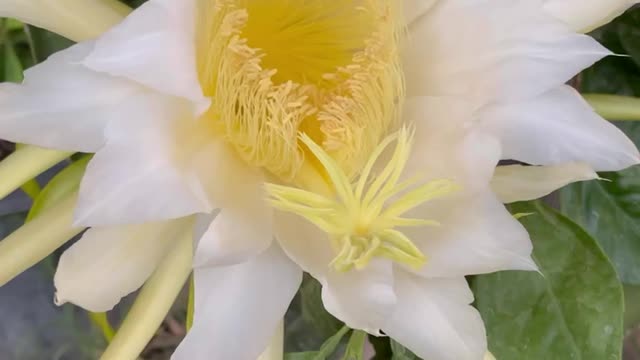 Dragon Fruit Cactus Flower