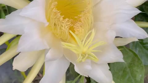 Dragon Fruit Cactus Flower