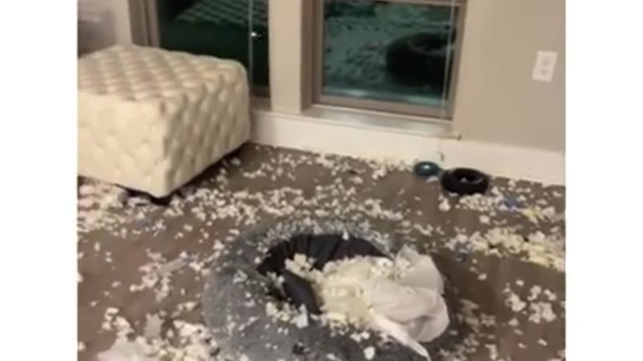 Funny And Cute Animals Short #114