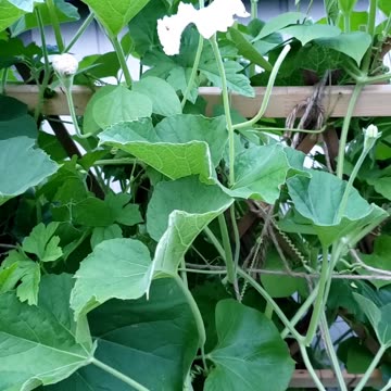 Growing gourd, pumpkin in a Summer Garden 2023