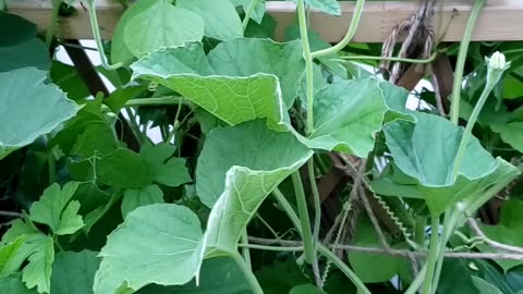 Growing gourd, pumpkin in a Summer Garden 2023