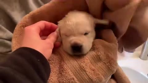 Lab Puppy Schroeder’s First Bath!