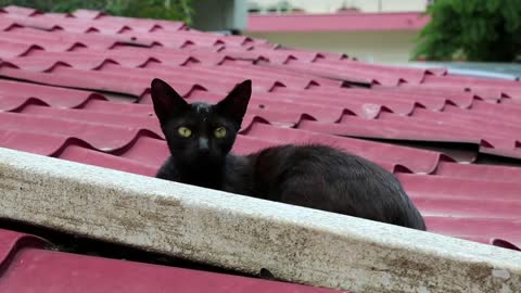 Black kitten lying on the roof