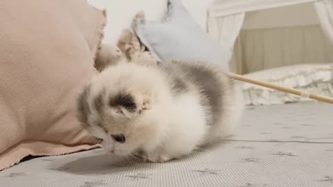cute kitten videos short leg cats