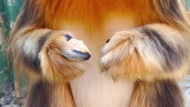 Golden monkeys are quiet when eating oranges. lovely