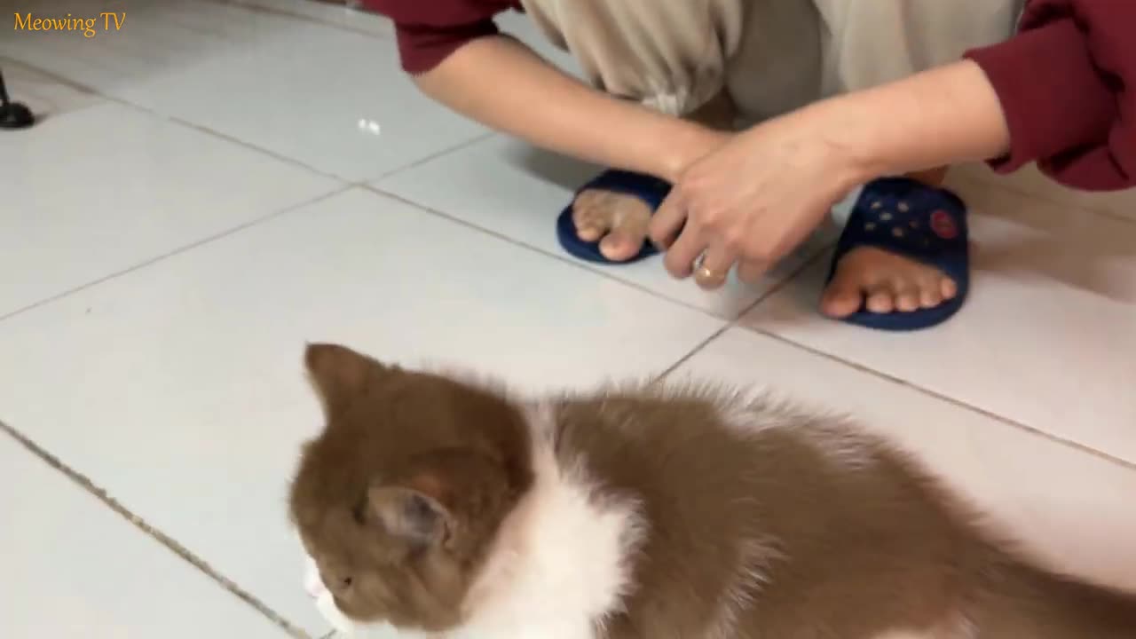 Kitten playing with blue chair