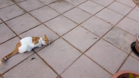 Cat fight in hyper mode.