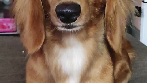 Chloe the Dachshund