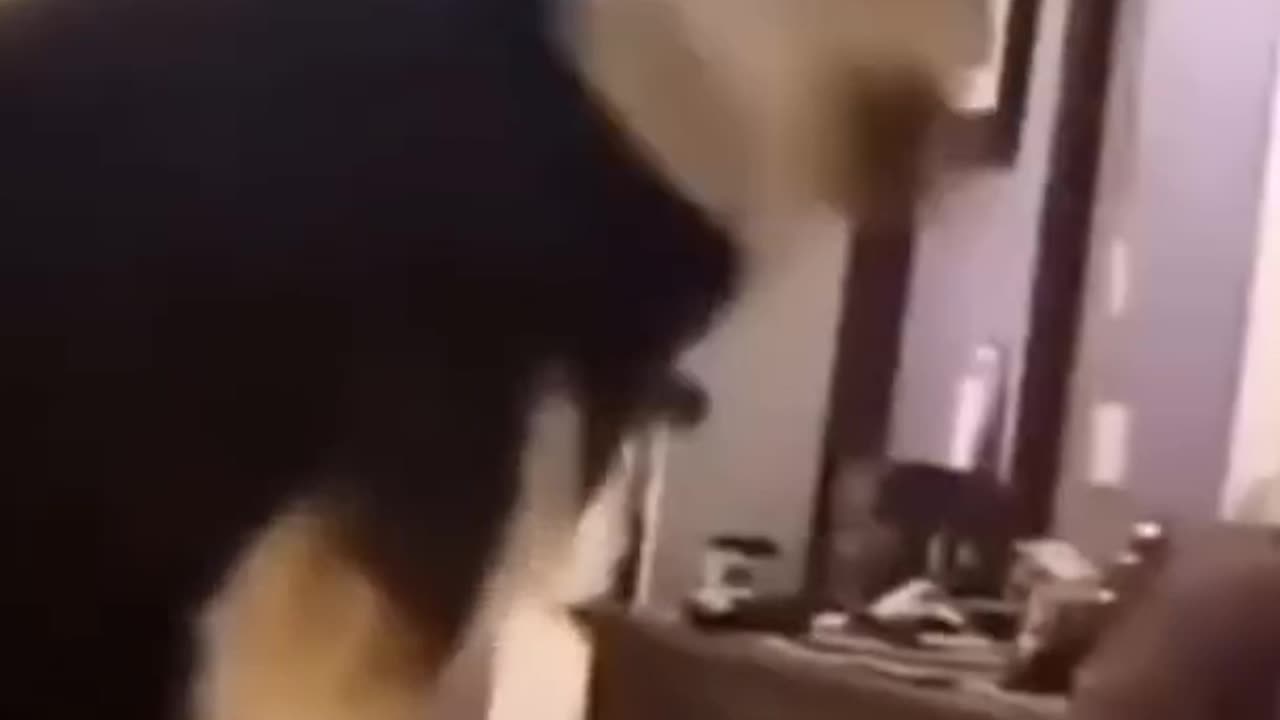 😍 The Cutest Pets: A Compilation You Need to See! Part17