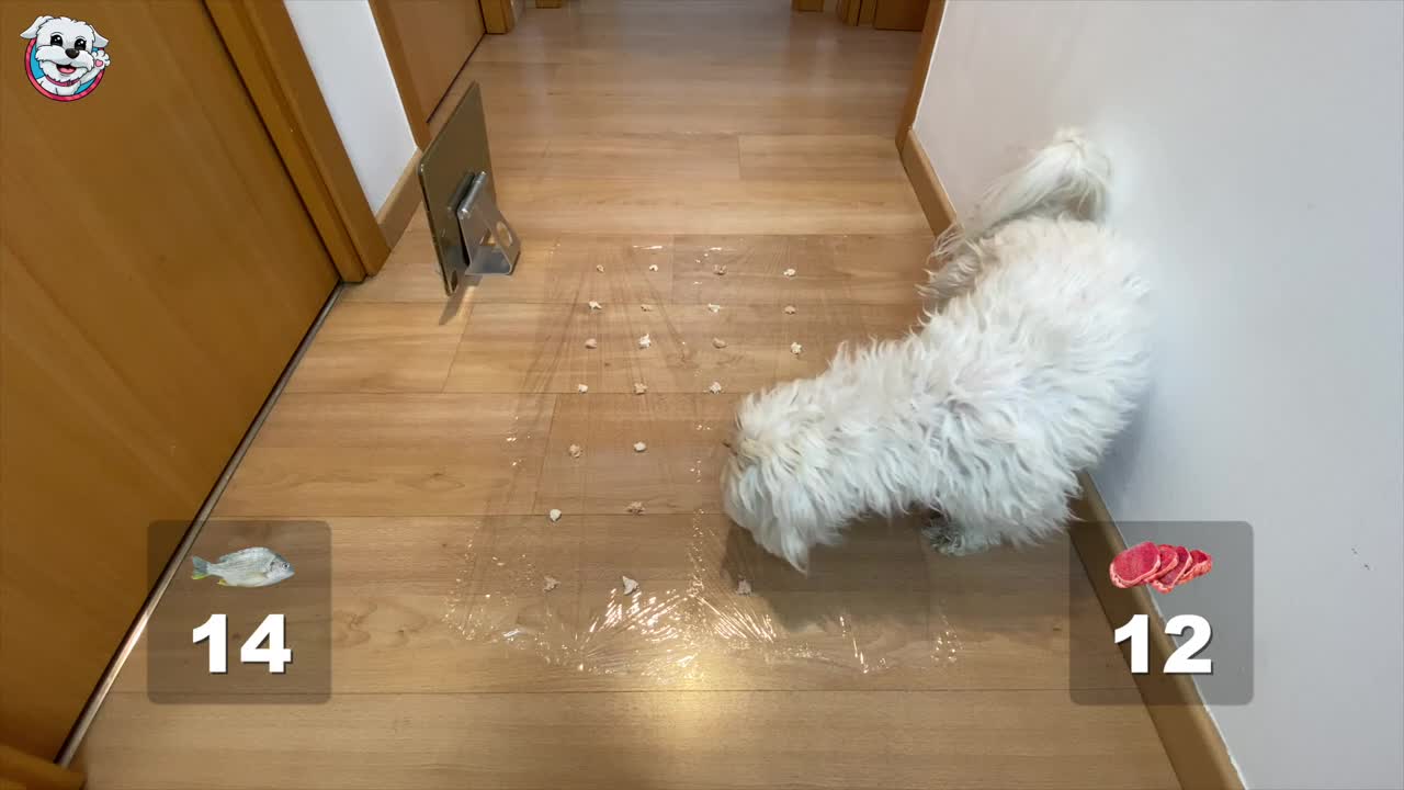 Qué le Gusta más a los Perros ¿CARNE 🥩 o PESCADO 🐟 Anima Dogs