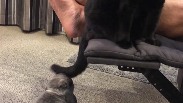 Cat Provokes Bunny into Chase